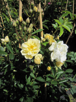 Kletterrose Christine Helene